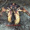All About the Coconut Crab