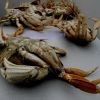 Seafood Poisoning and Why You Never Want to Eat a Dead Crab