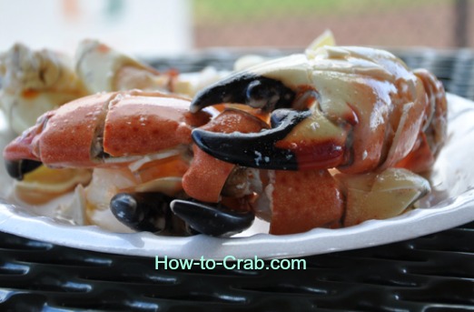 Cooked Stone crab claws on a plate.