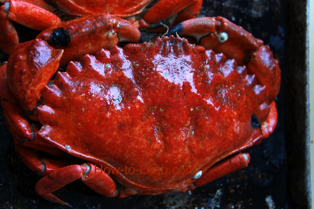 Black spots on a Red Rock crab