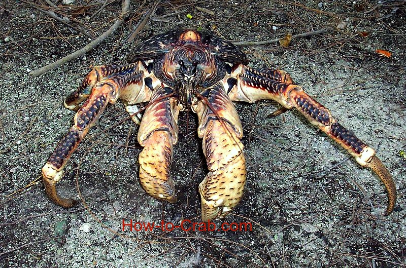 Coconut crab claws