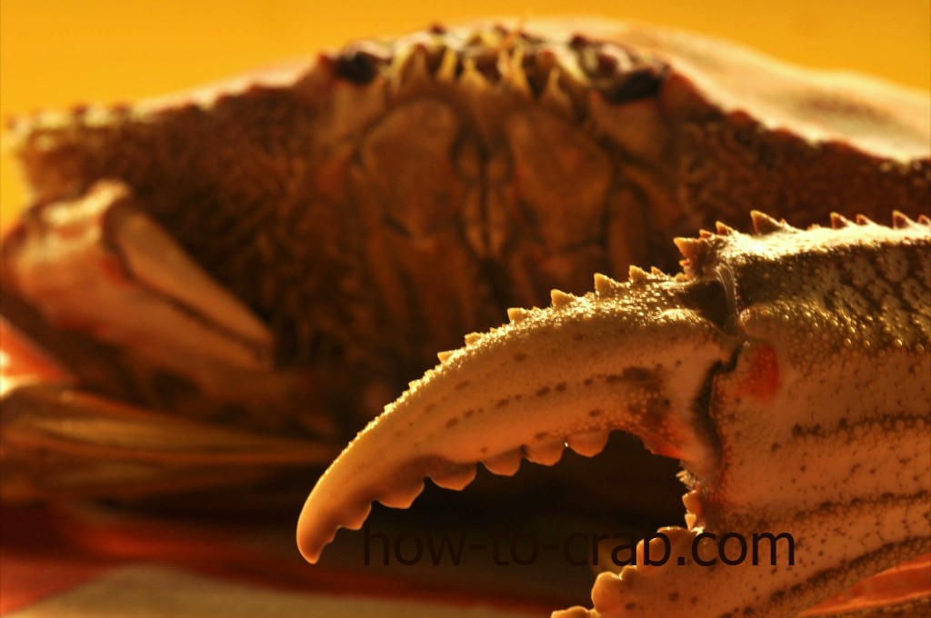 Dungeness crab claw